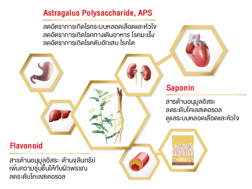 สารสำคัญและกลไกการออกฤทธิ์ของ Astragali Radix