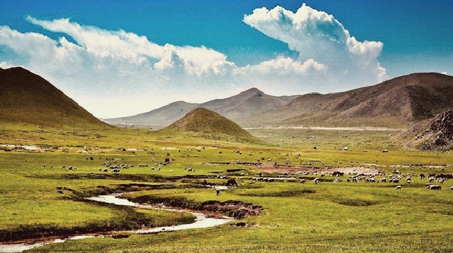 คัดเลือกวัตถุดิบจากภาคเหนือของประเทศจีน ซึ่งเป็นแหล่งเพาะปลูกที่ดีที่สุดในโลก