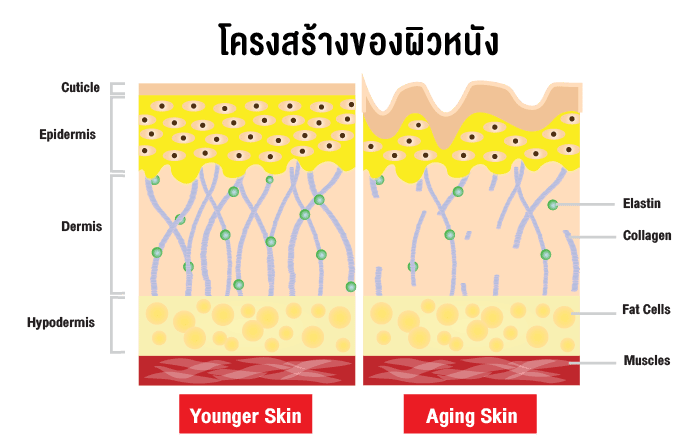 เปรียบเทียบโครงสร้างของผิวหนัง วัยทั่วไปและวัยชรา