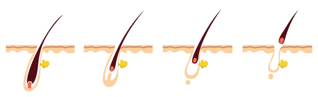 วงจรการเกิดและการเจริญเติบโตของเส้นผม