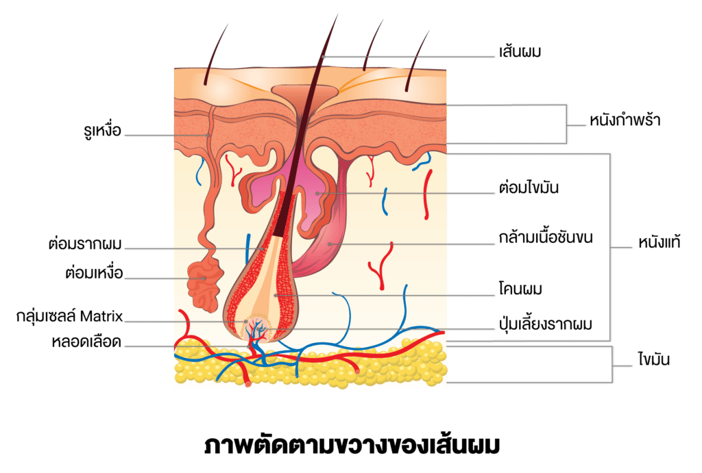 ภาพตัดตามขวางของเส้นผม