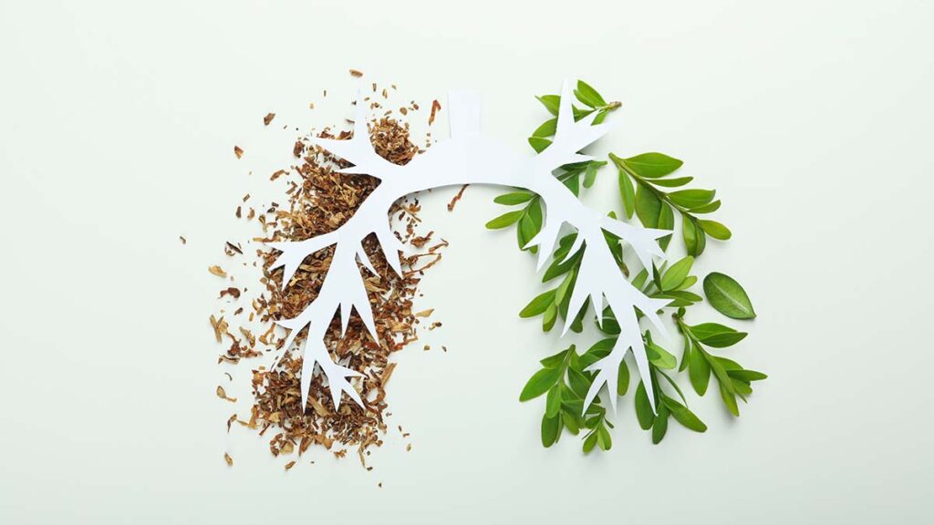 5 สมุนไพรบำรุงปอด ตัวช่วยรักษาฟื้นฟูปอดหลังโควิดให้แข็งแรง