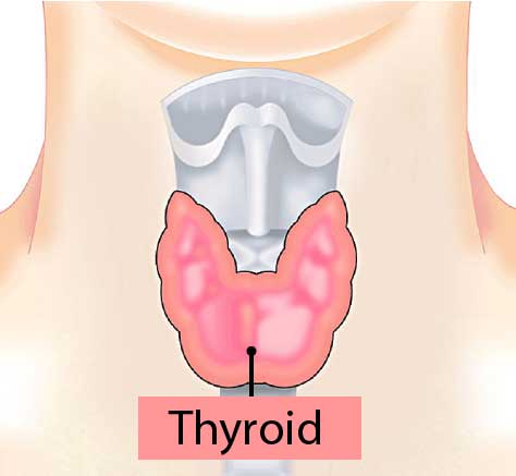 ต่อมไทรอยด์อยู่ตรงไหนและทำหน้าที่อะไร