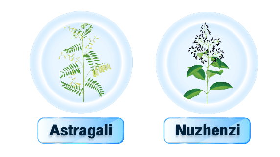 Astragali และ Nuzhenzi ผ่านการวิจัยทดลองทางคลินิกตามหลักการแพทย์สากล