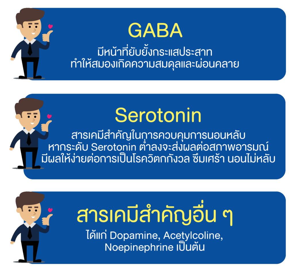 สารเคมีในสมองที่เกี่ยวข้องกับการนอนหลับ