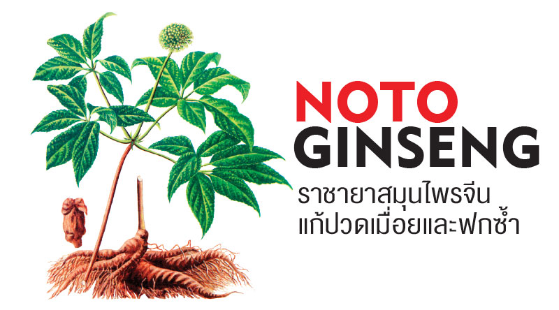 Notoginseng ราชายาสมุนไพรจีนแก้ปวดเมื่อยและฟกช้ำ