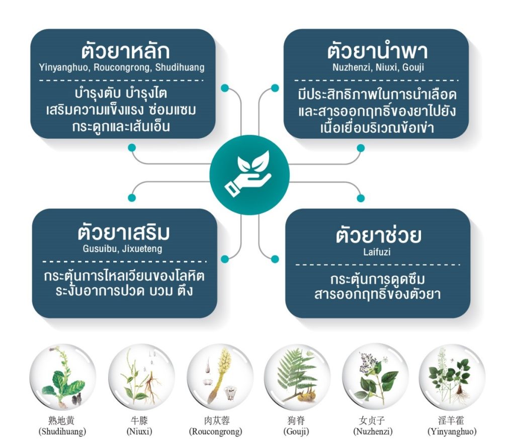 ตัวยาสมุนไพรสำหรับโรคข้อเข่าเสื่อม