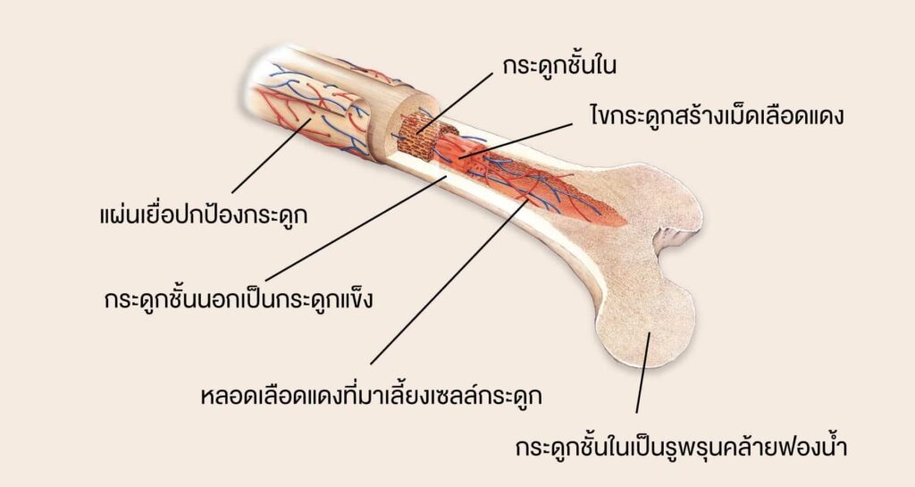 โครงสร้างกายวิภาคของกระดูก