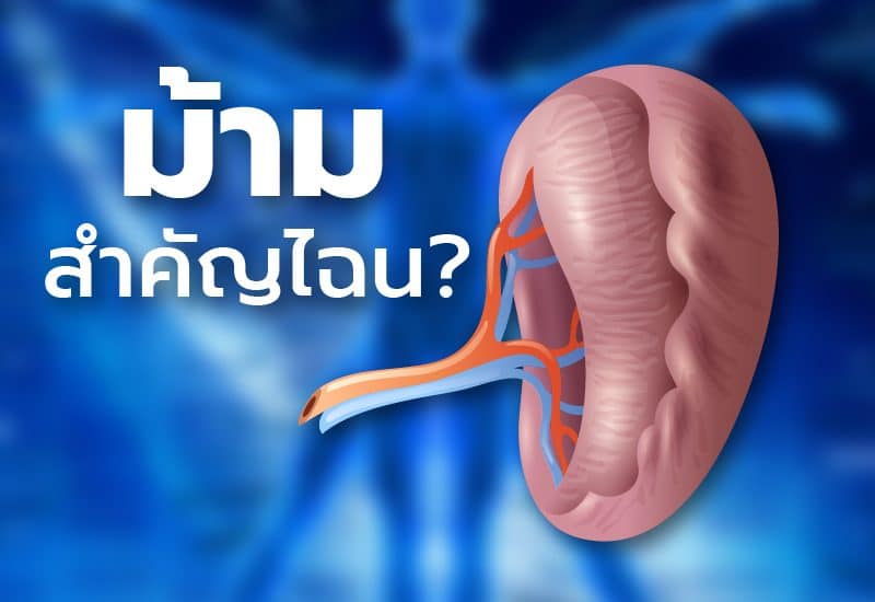 ม้าม สำคัญไฉน?