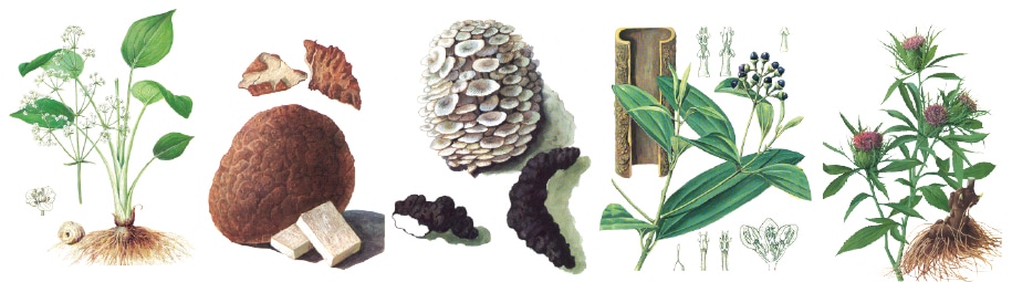 สมุนไพรจีนที่ช่วยเรื่องข้อเข่า