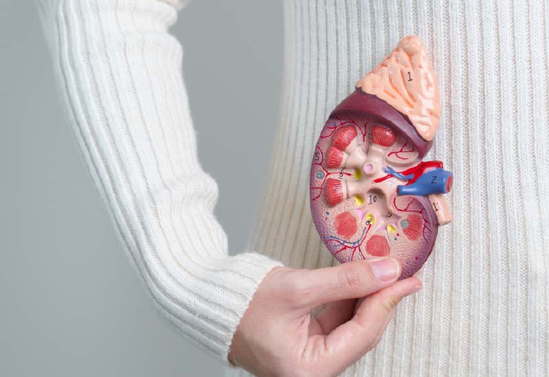 ภาวะไตอ่อนแอ สัญญาณอันตรายของสุขภาพ การแพทย์จีนมีทางรักษา