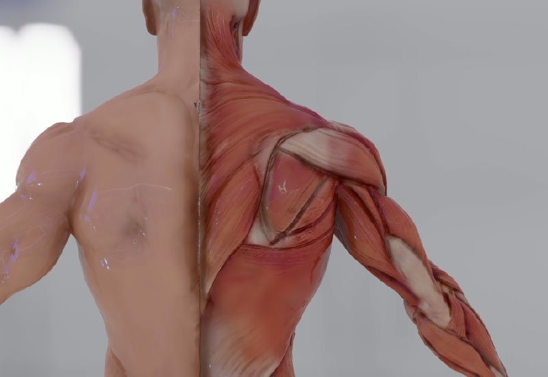 เส้นตึง เส้นยึด สัญญาณเตือนตับอ่อนแอ ที่คุณอาจยังไม่รู้