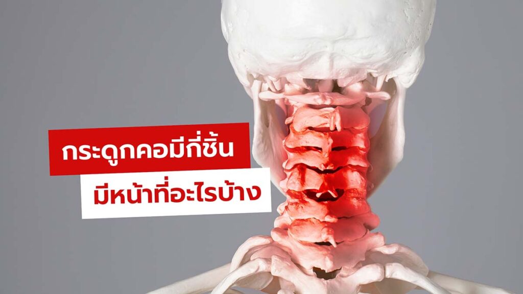 กระดูกคอมีกี่ชิ้น อะไรบ้าง เรียนรู้โครงสร้างและหน้าที่แบบง่ายๆ